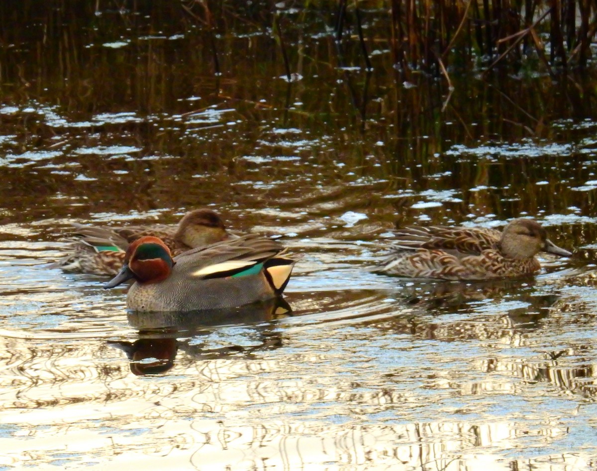 小水鴨 - ML647887419