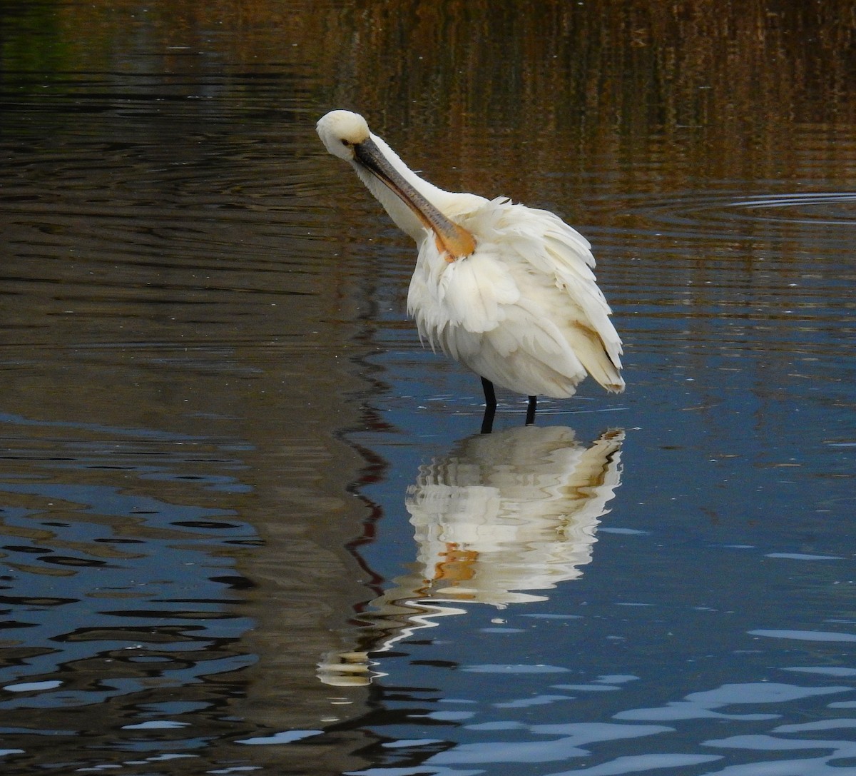 小水鴨 - ML647887420