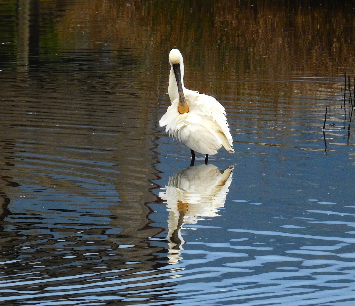 白琵鷺 - ML647887421