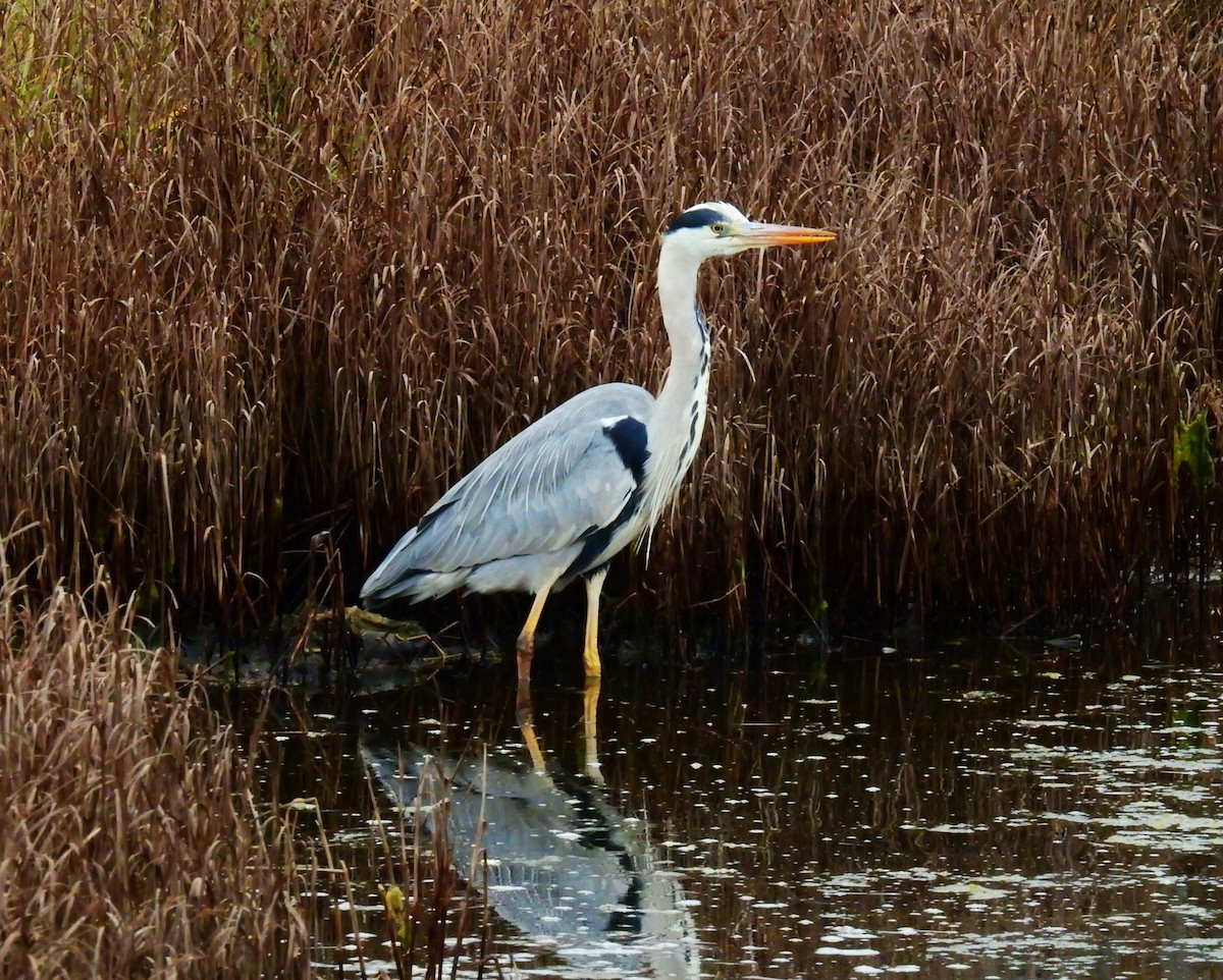 小水鴨 - ML647887422