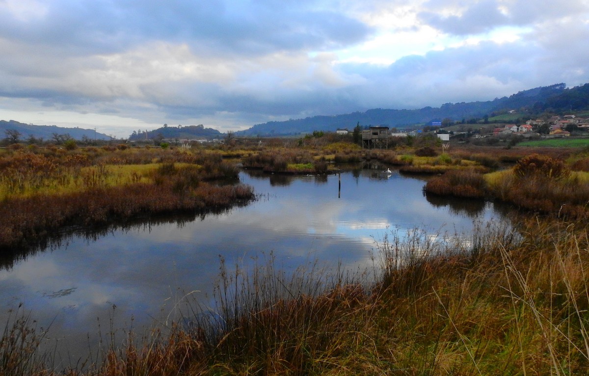 小水鴨 - ML647887423