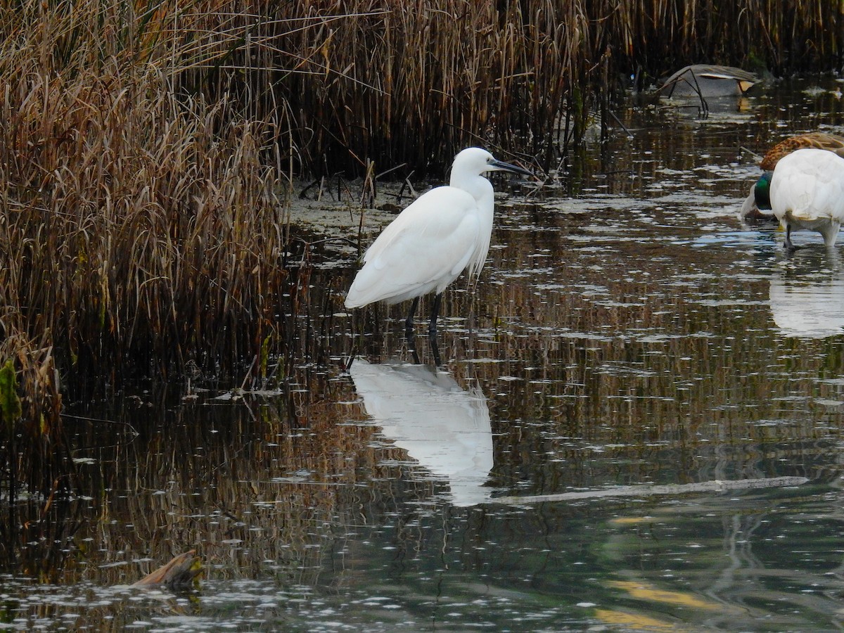 小白鷺 - ML647887425