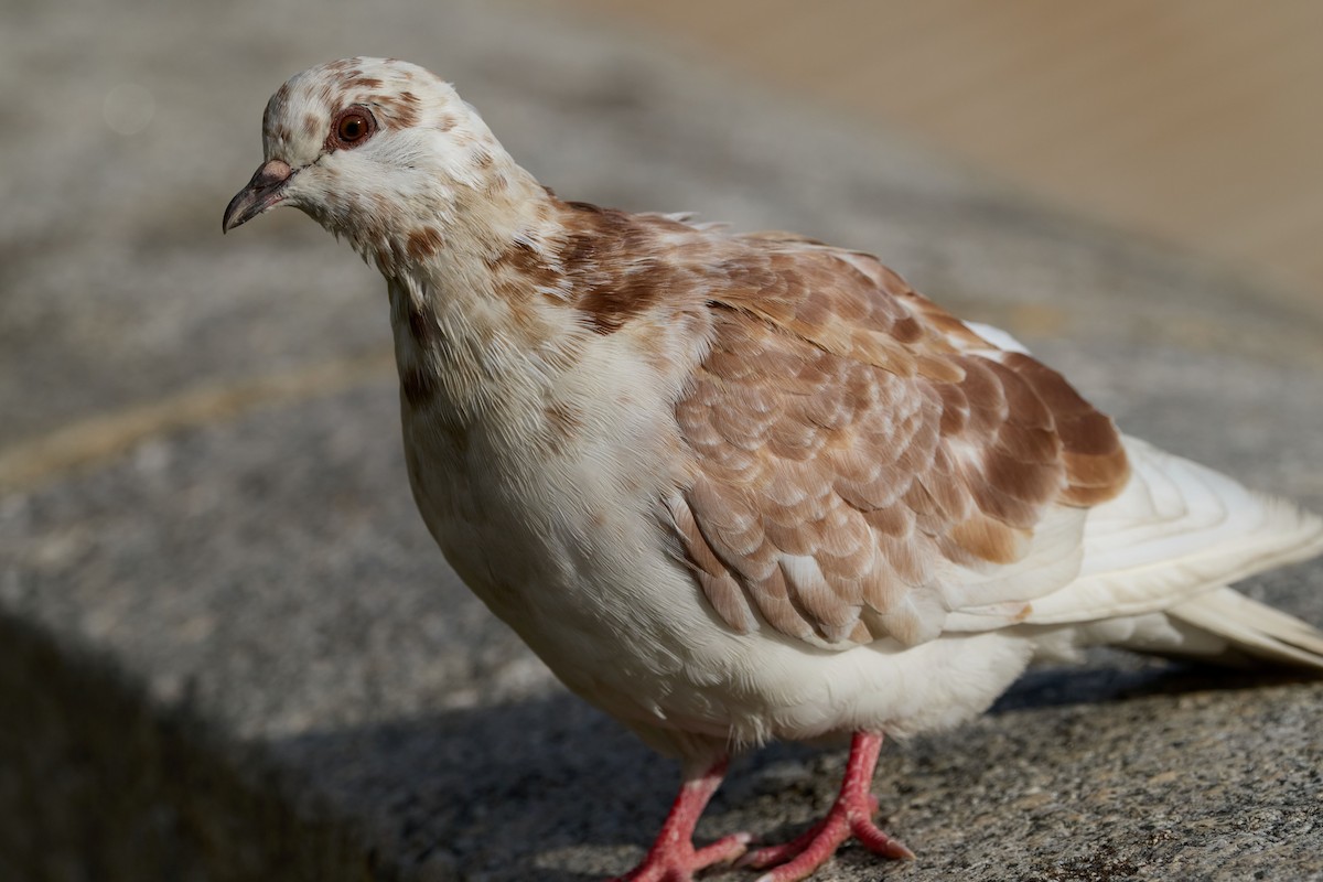 野鴿(野化) - ML647887426