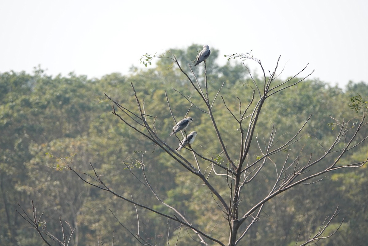 黑翅鳶 - ML647887428