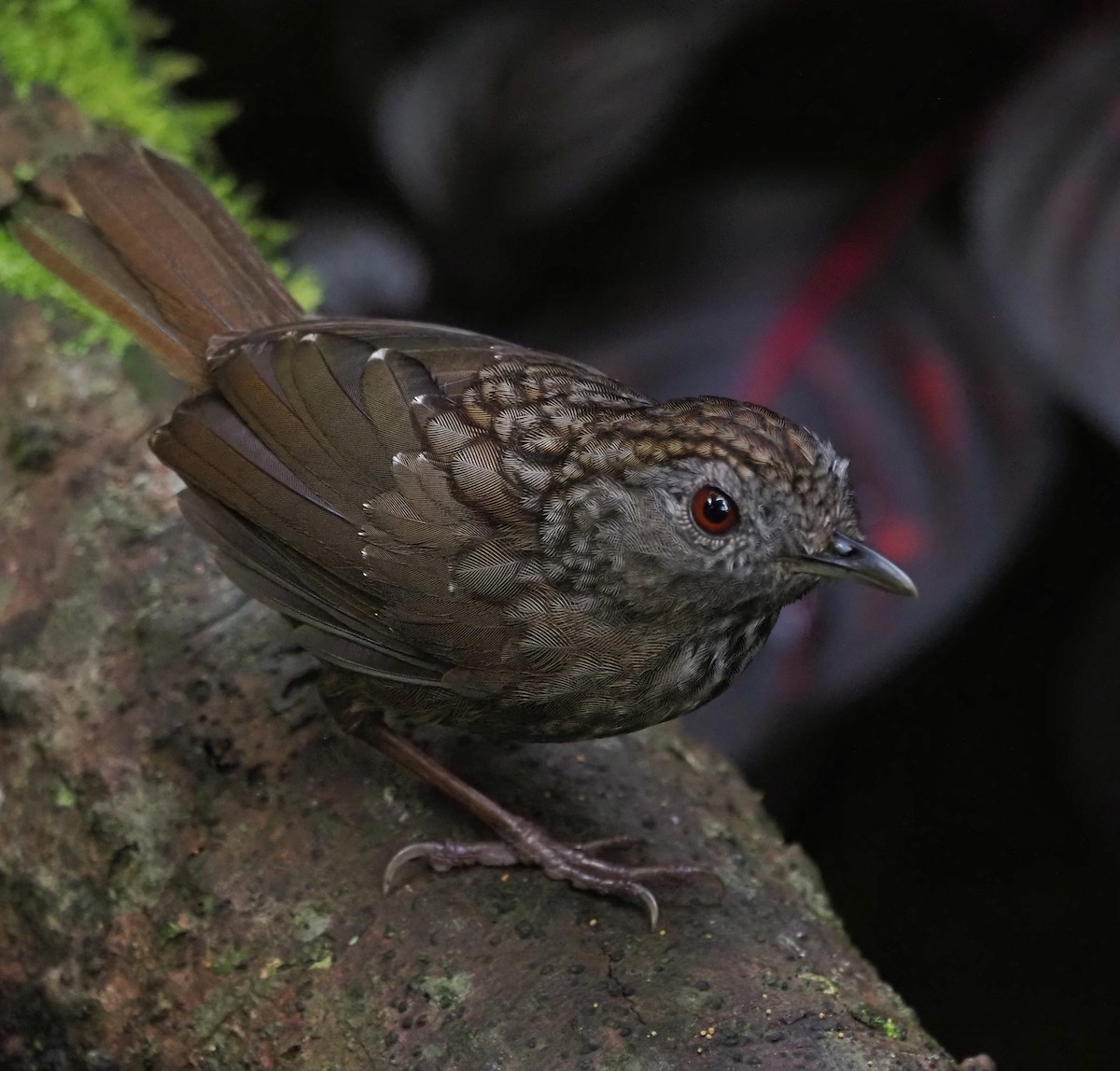 Streaked Wren-Babbler - ML647887430