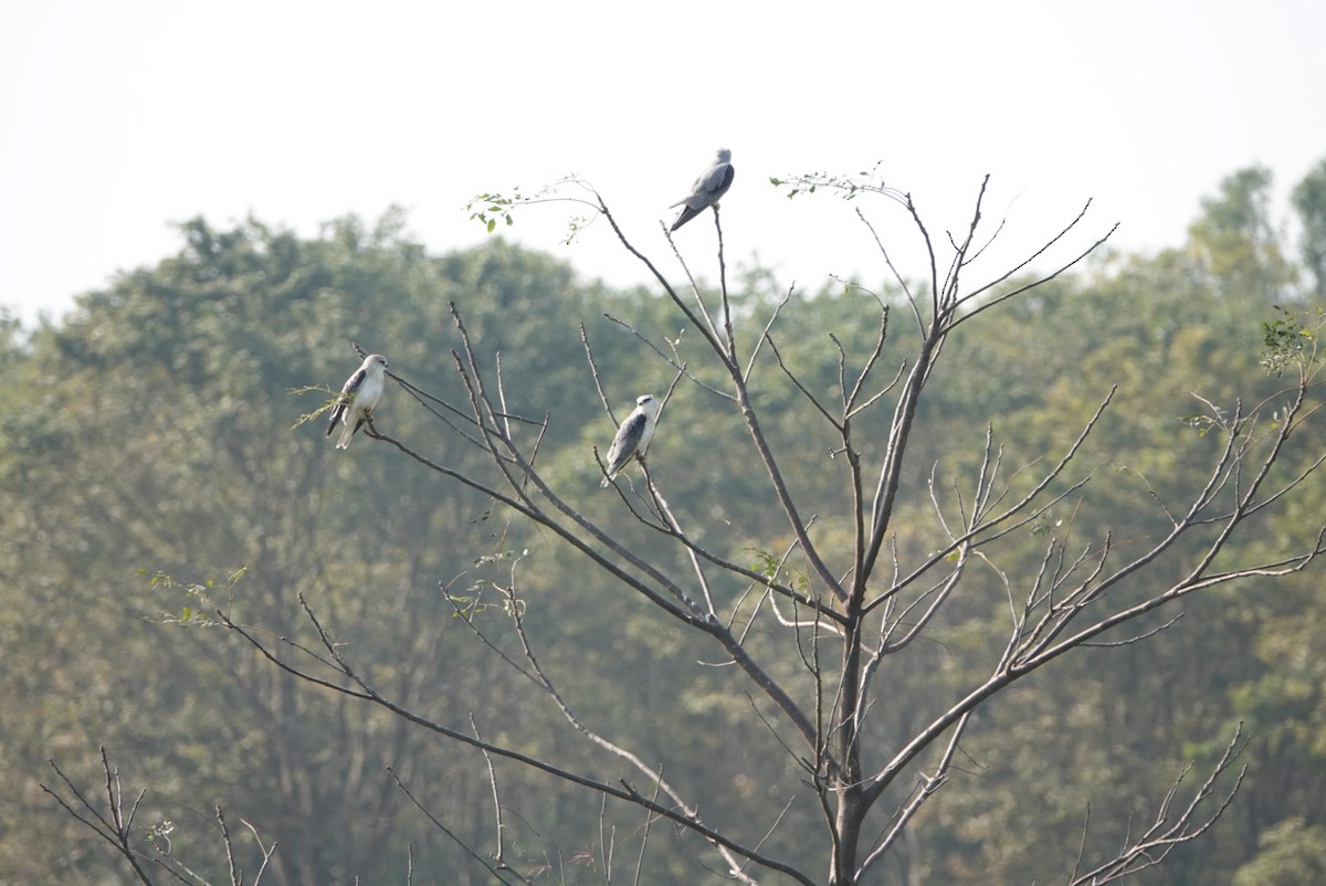黑翅鳶 - ML647887431