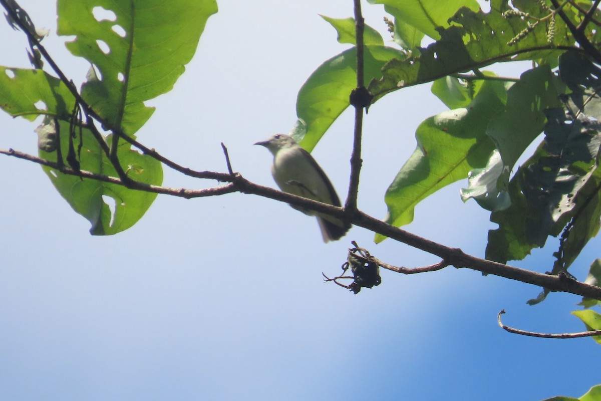 Nilgiri Flowerpecker - ML647887432