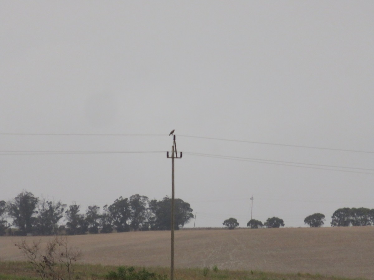 日行性猛禽類 - ML647887435