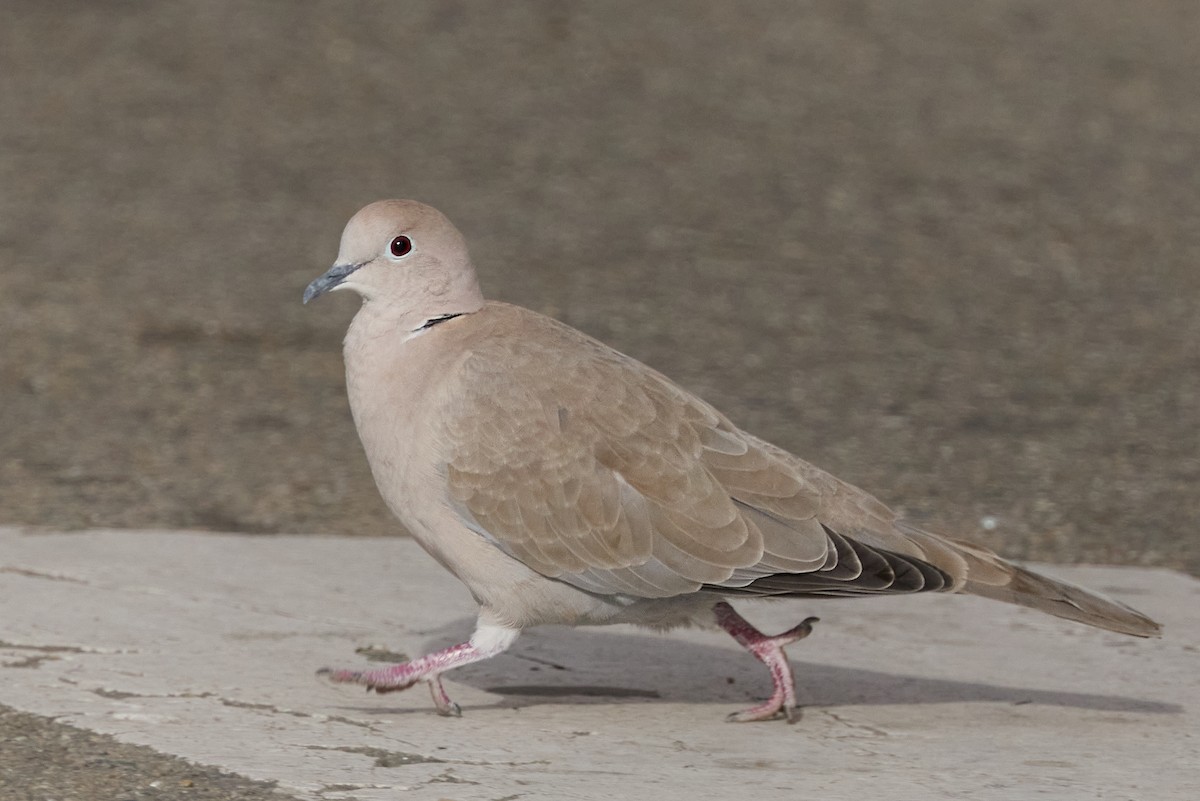 灰斑鳩 - ML647887439