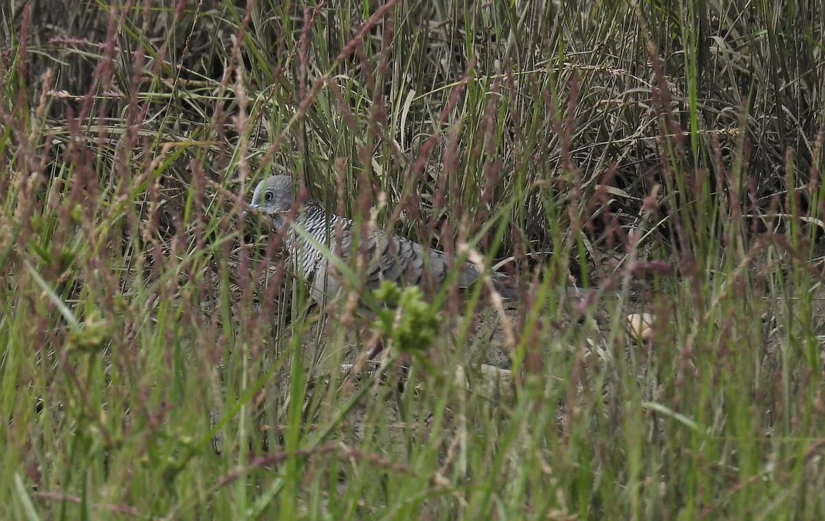 Peaceful Dove - ML647887440