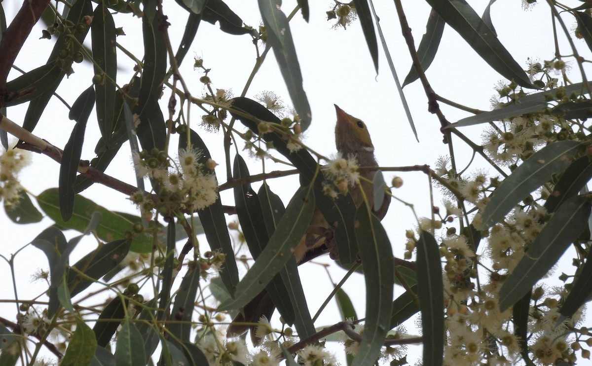 White-plumed Honeyeater - ML647887471