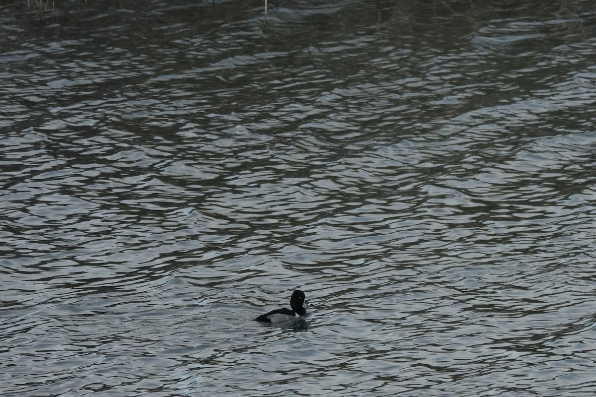 Ring-necked Duck - ML647887532