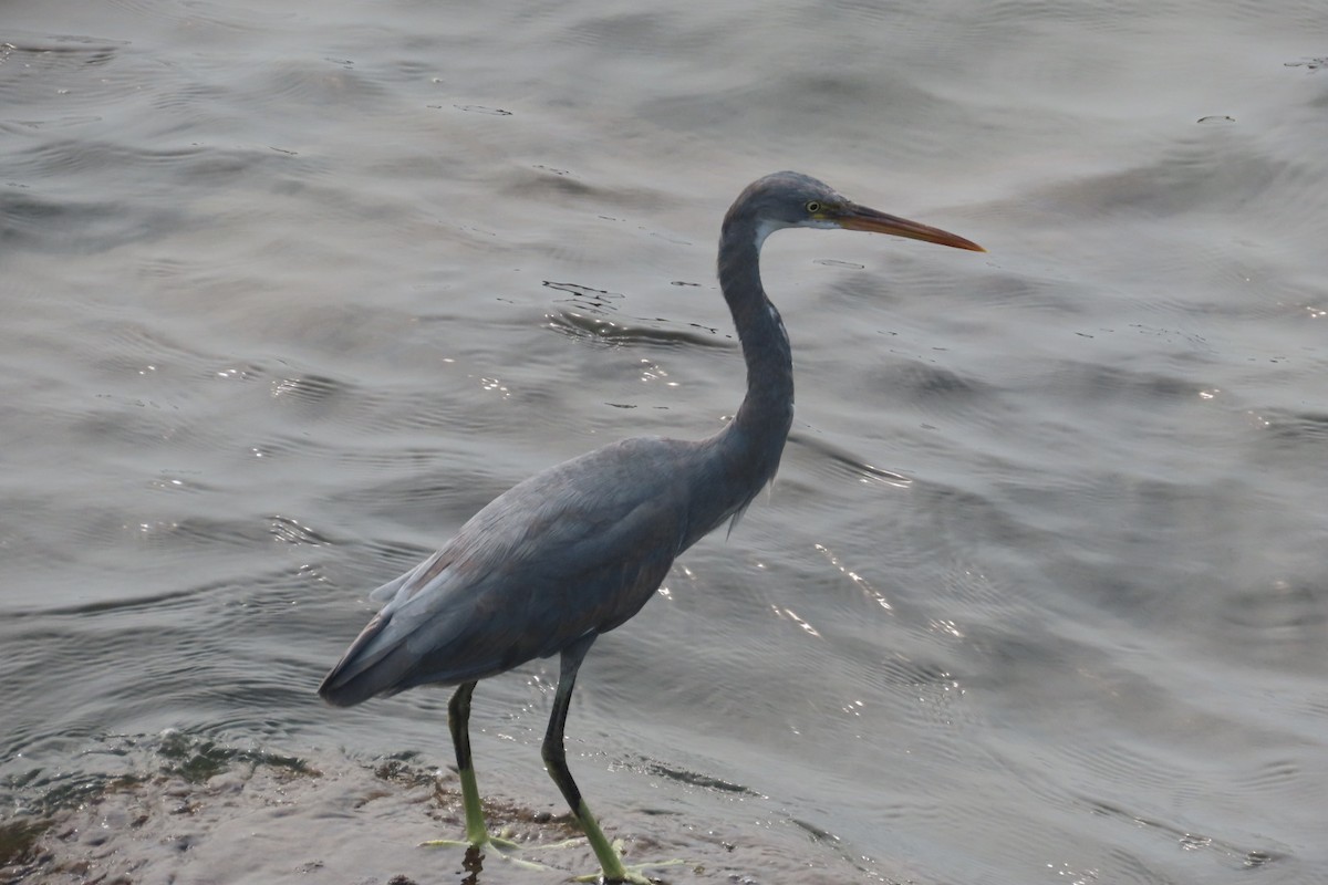 Western Reef-Heron - ML647887533