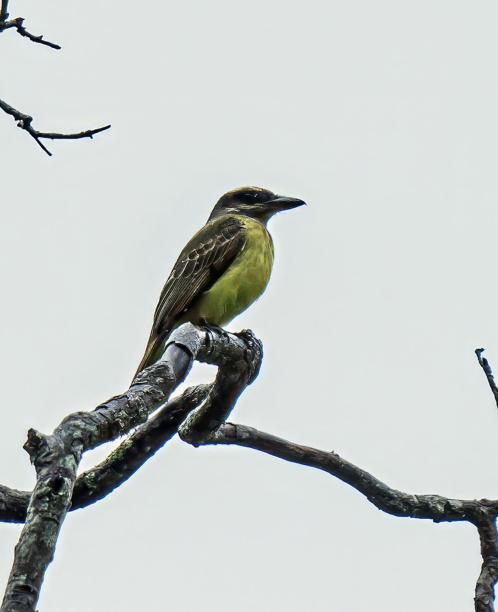 Golden-crowned Flycatcher - ML647887534