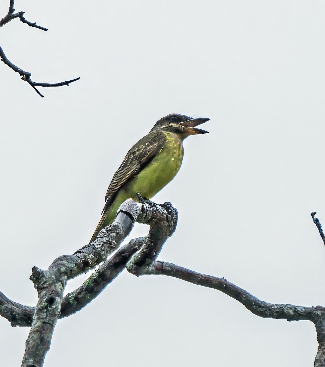 Golden-crowned Flycatcher - ML647887535