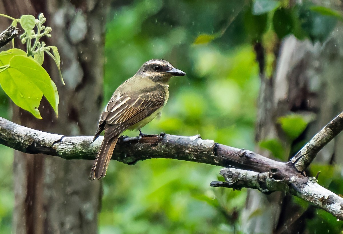 Golden-crowned Flycatcher - ML647887536