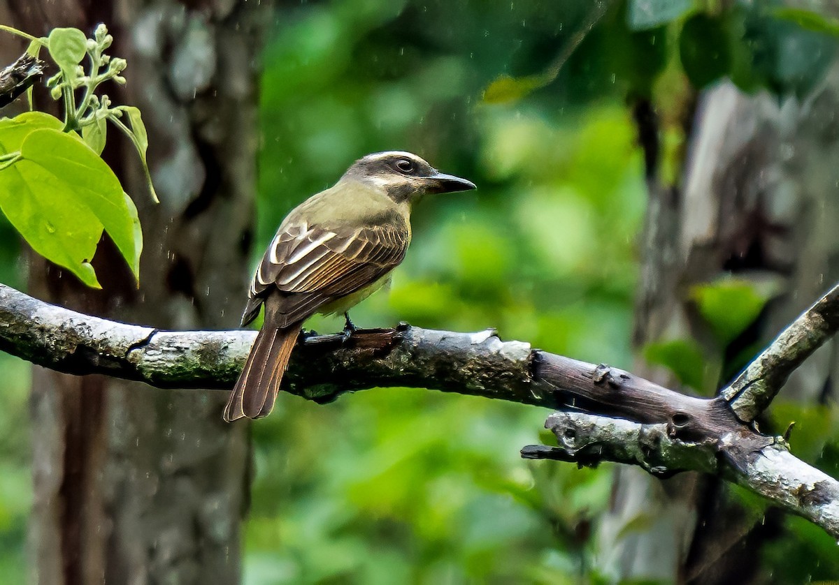 Golden-crowned Flycatcher - ML647887537