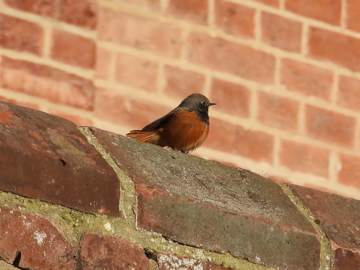 Black Redstart (Eastern) - ML647887543
