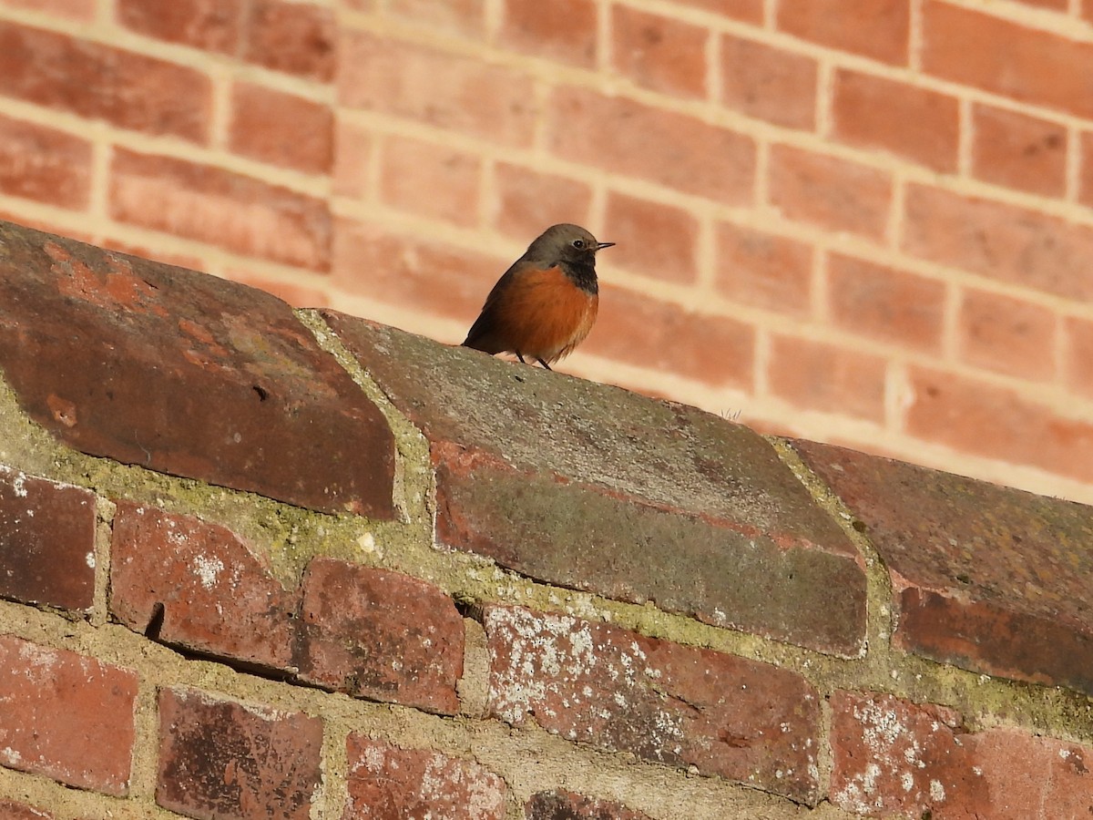 Black Redstart (Eastern) - ML647887544