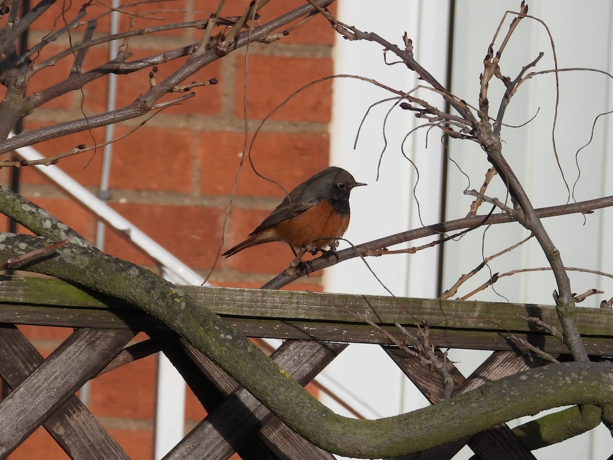Black Redstart (Eastern) - ML647887548