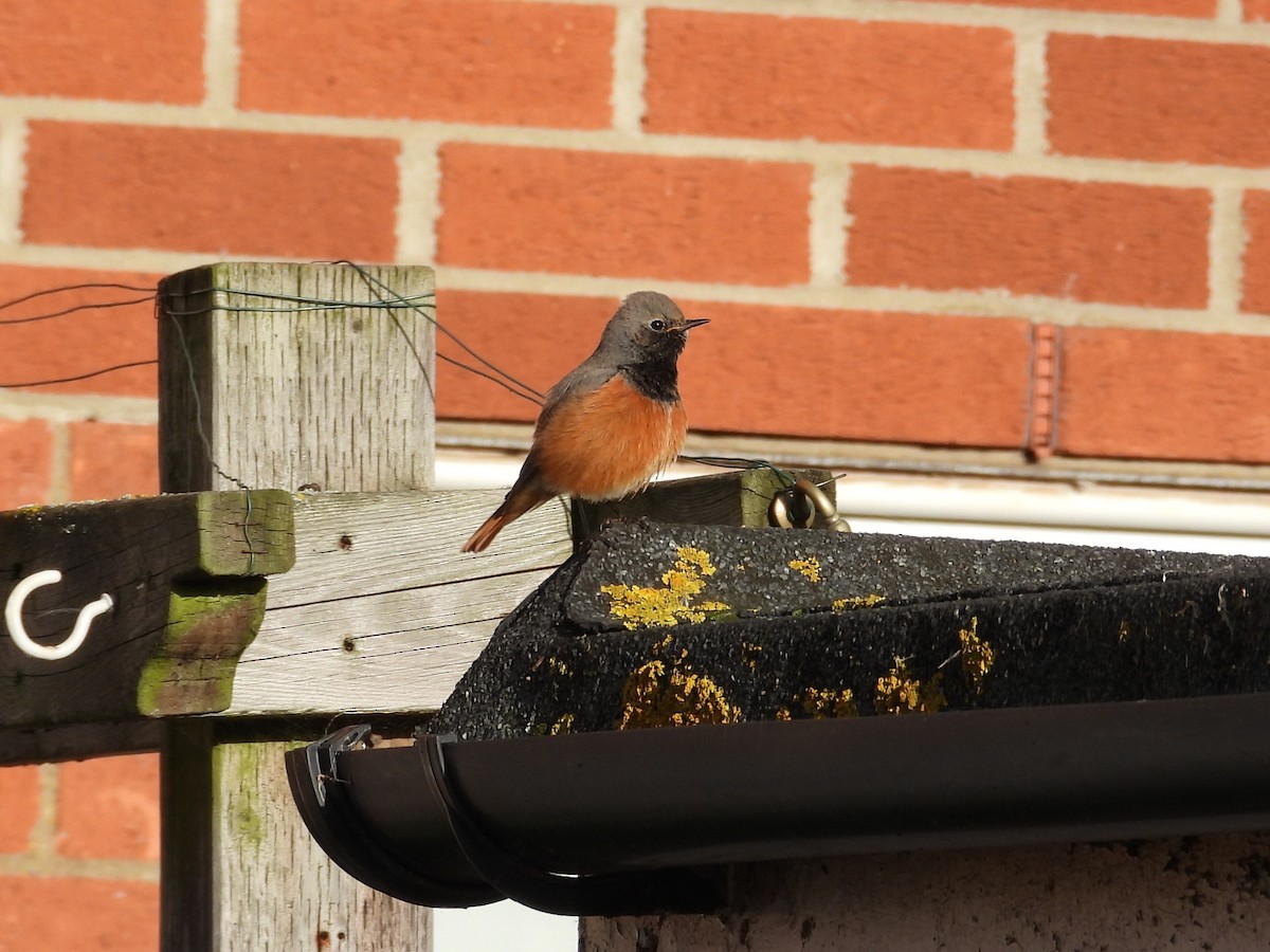 Black Redstart (Eastern) - ML647887549