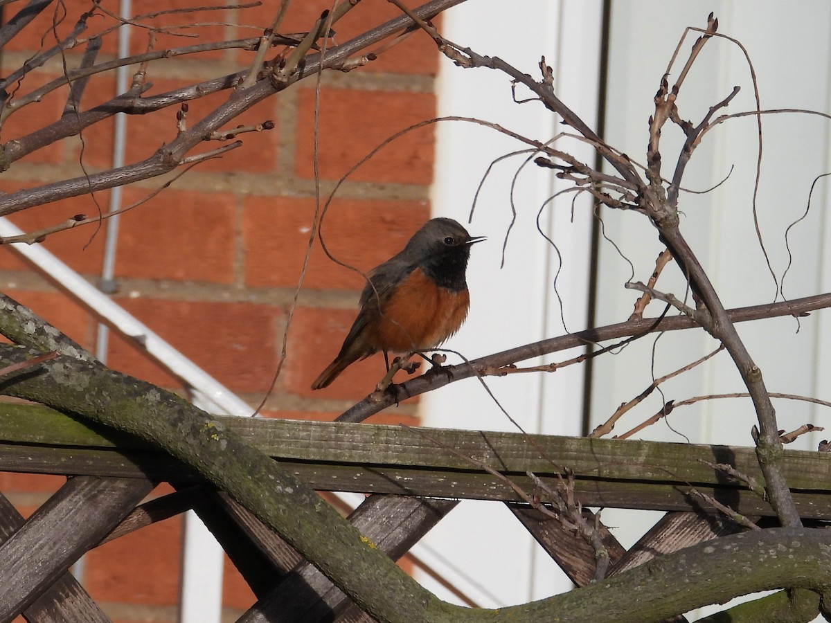 Black Redstart (Eastern) - ML647887550