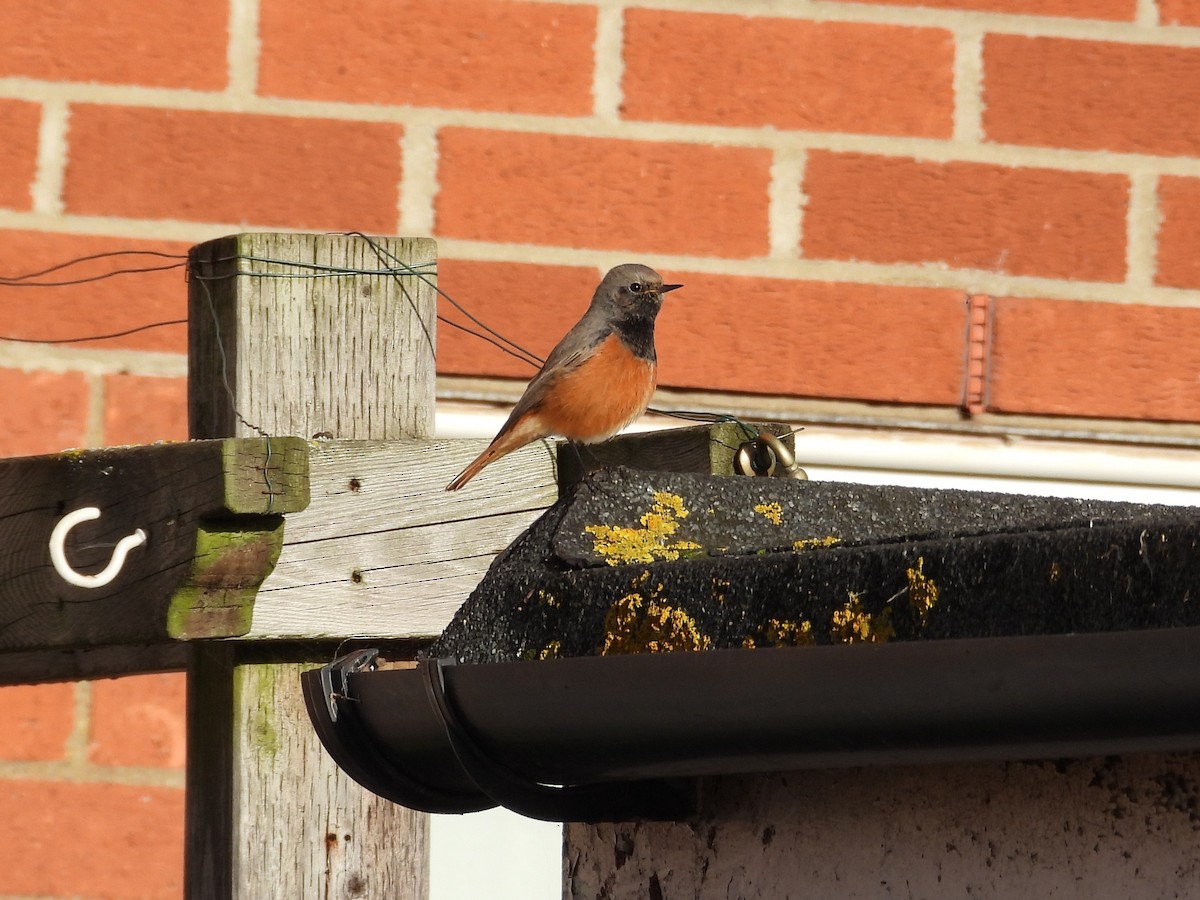 Black Redstart (Eastern) - ML647887551