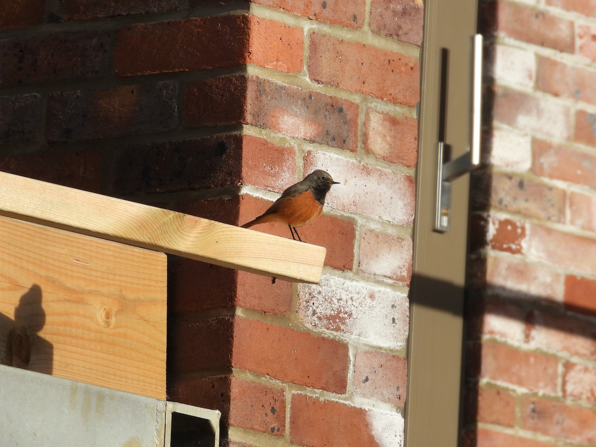 Black Redstart (Eastern) - ML647887552