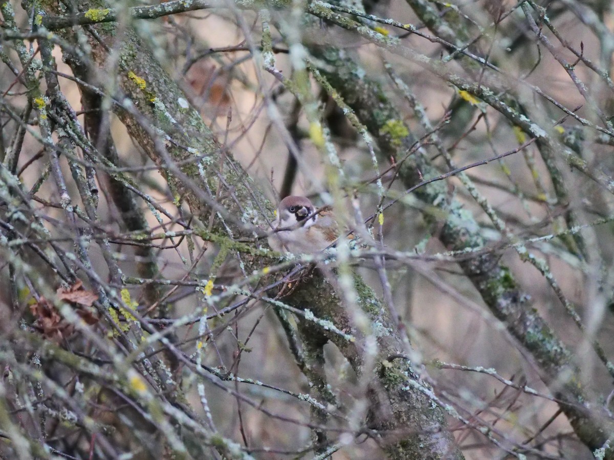 Eurasian Tree Sparrow - ML647887553