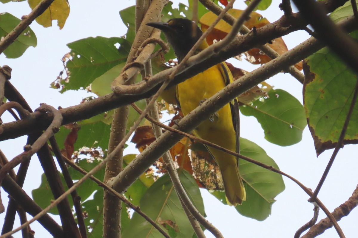 Black-hooded Oriole - ML647887554