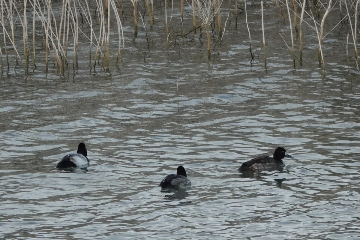 Lesser Scaup - ML647887555