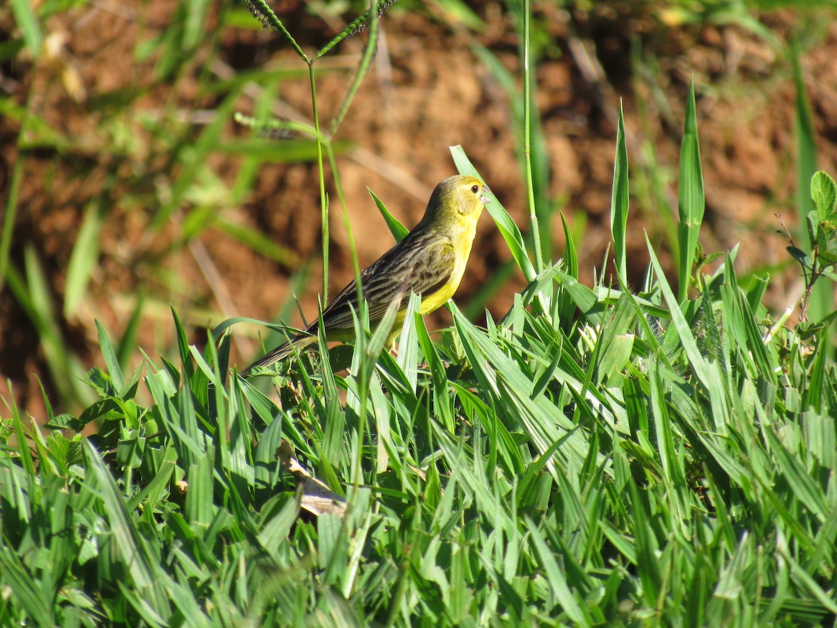 Grassland Yellow-Finch - ML647887556