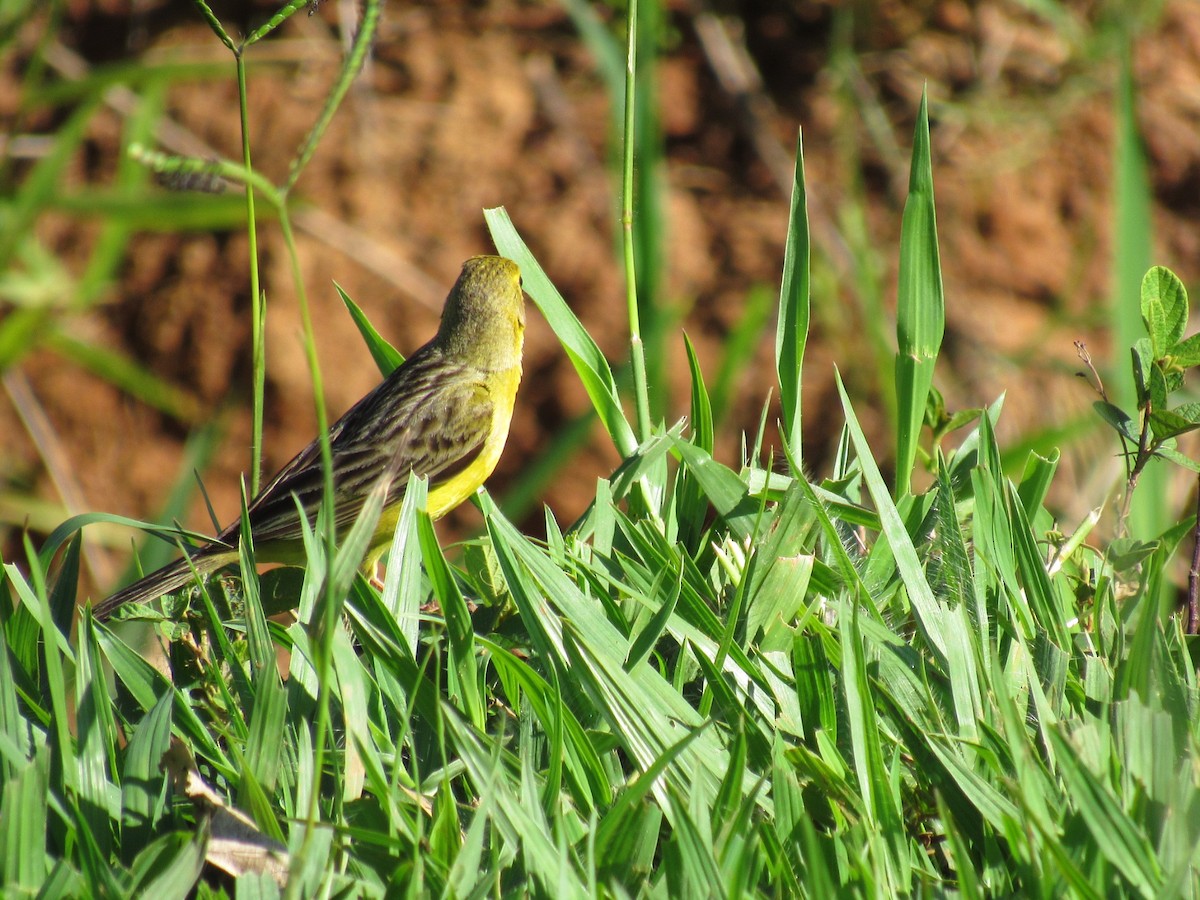 Grassland Yellow-Finch - ML647887557