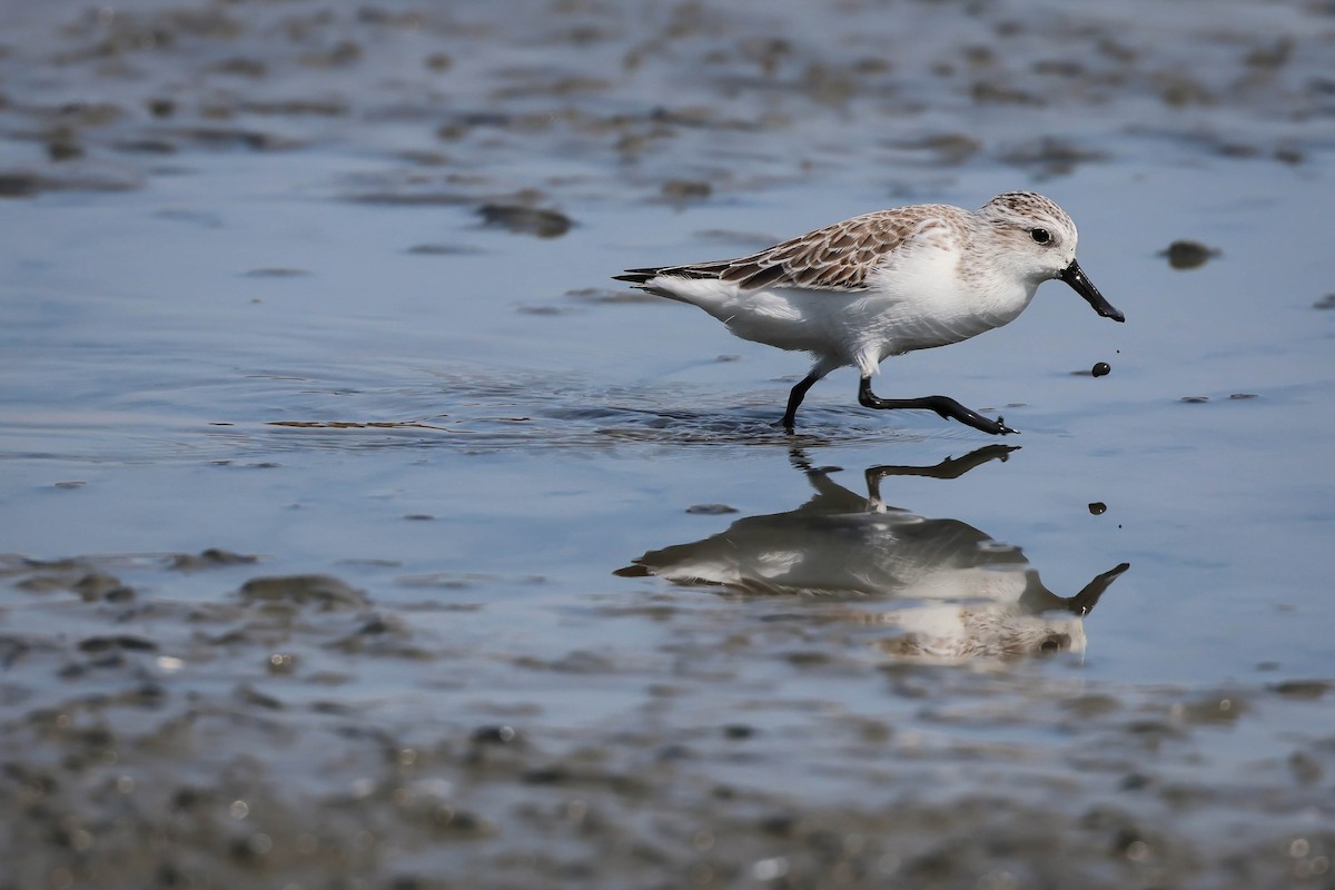 Spoon-billed Sandpiper - ML647887558
