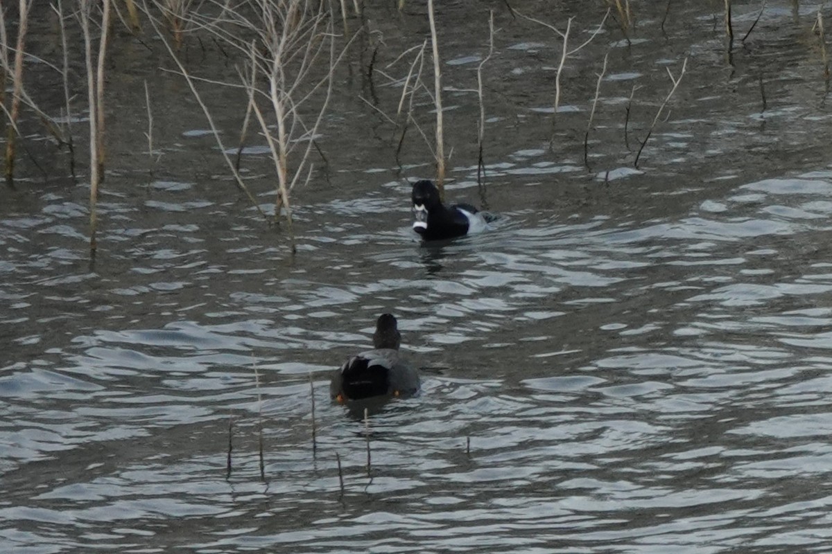 Ring-necked Duck - ML647887559