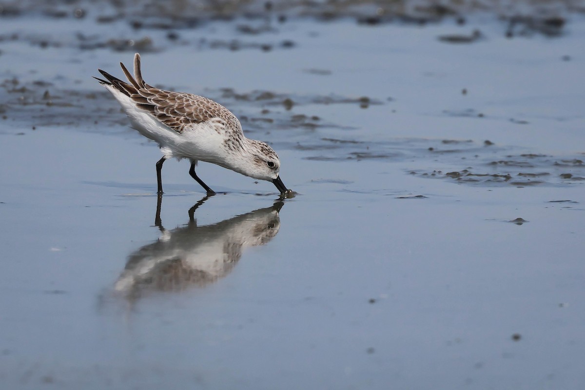 Spoon-billed Sandpiper - ML647887560