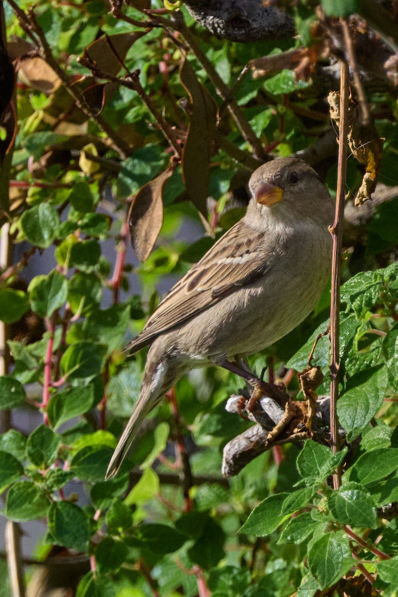 Italian Sparrow - ML647887561