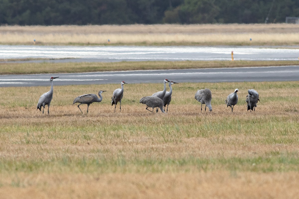 Sandhill Crane - ML647887562