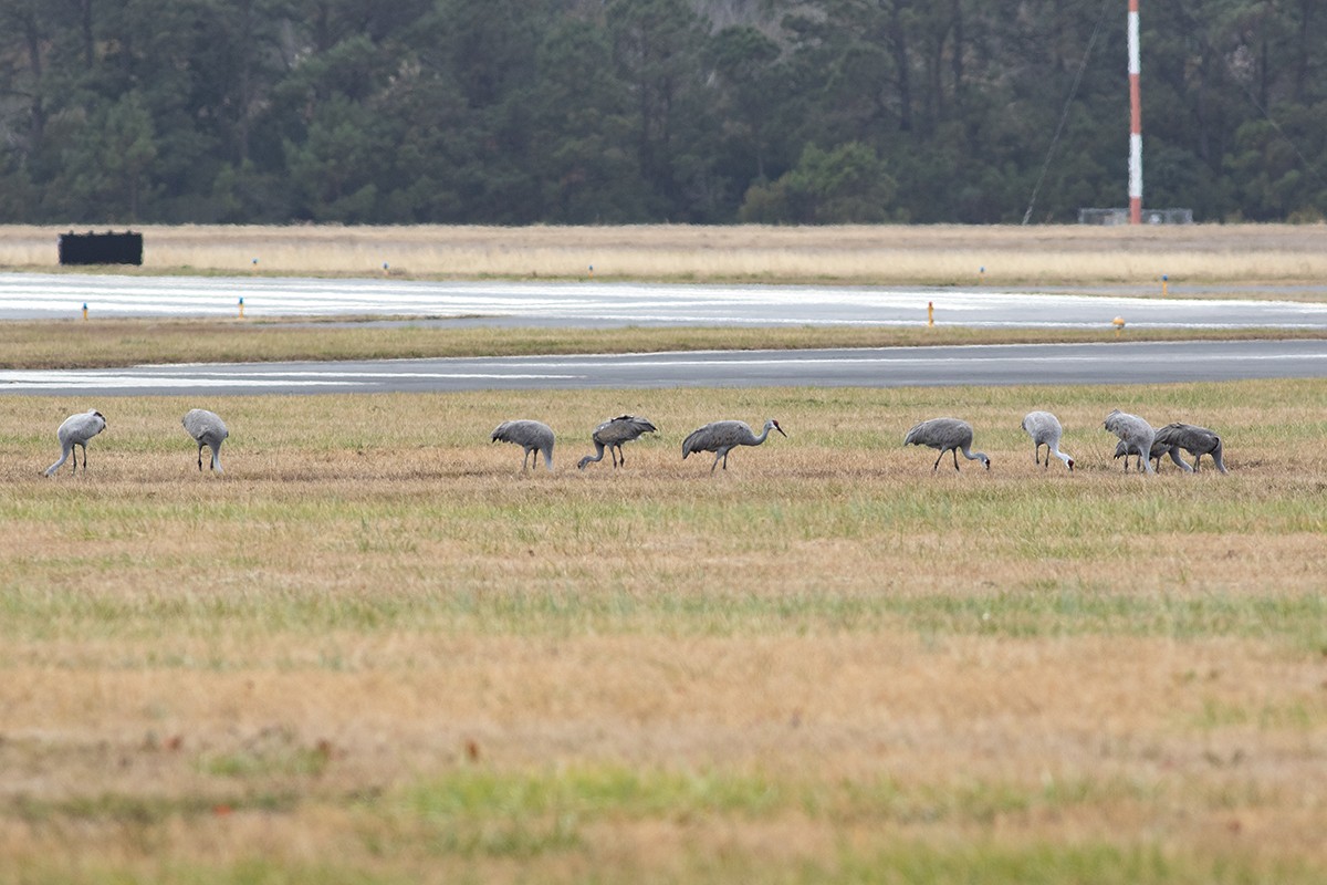 Sandhill Crane - ML647887563