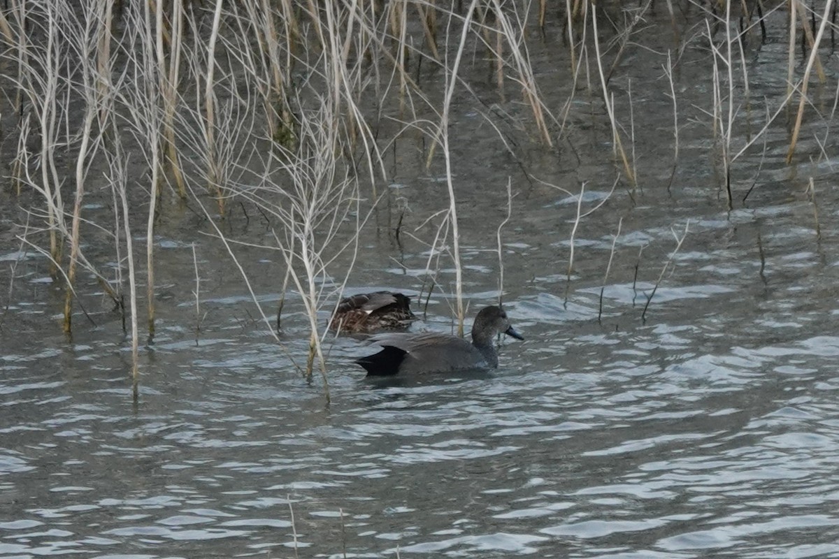 Gadwall - ML647887564