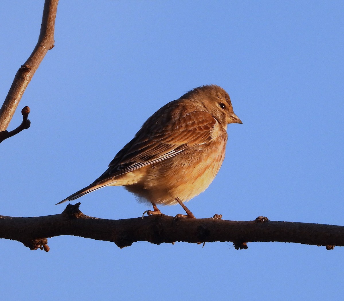 Eurasian Linnet - ML647887565