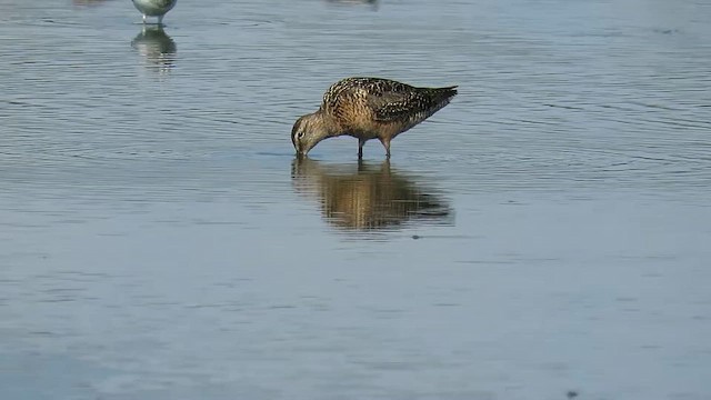 長嘴半蹼鷸 - ML647887623