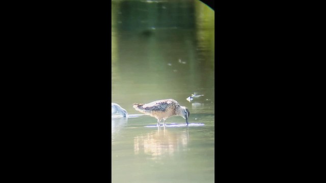 長嘴半蹼鷸 - ML647887624