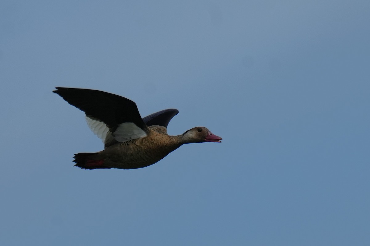 Brazilian Teal - ML647887635