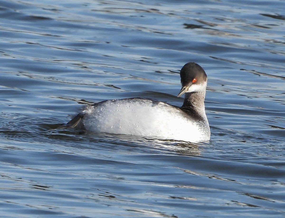 potápka černokrká - ML647887639