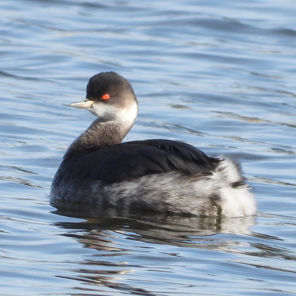 potápka černokrká - ML647887640