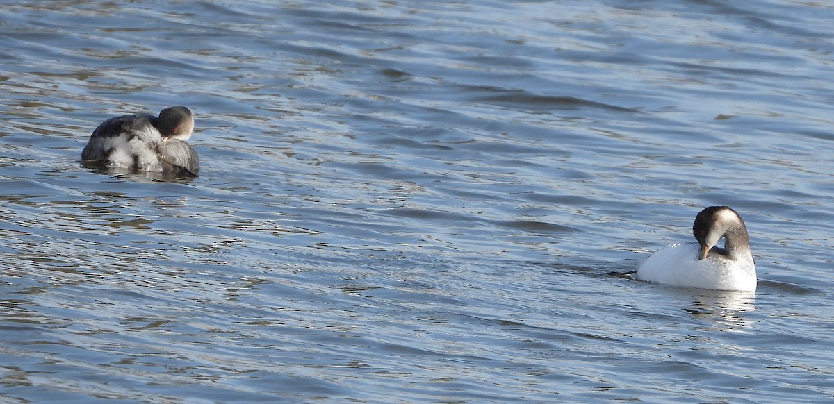 potápka černokrká - ML647887641