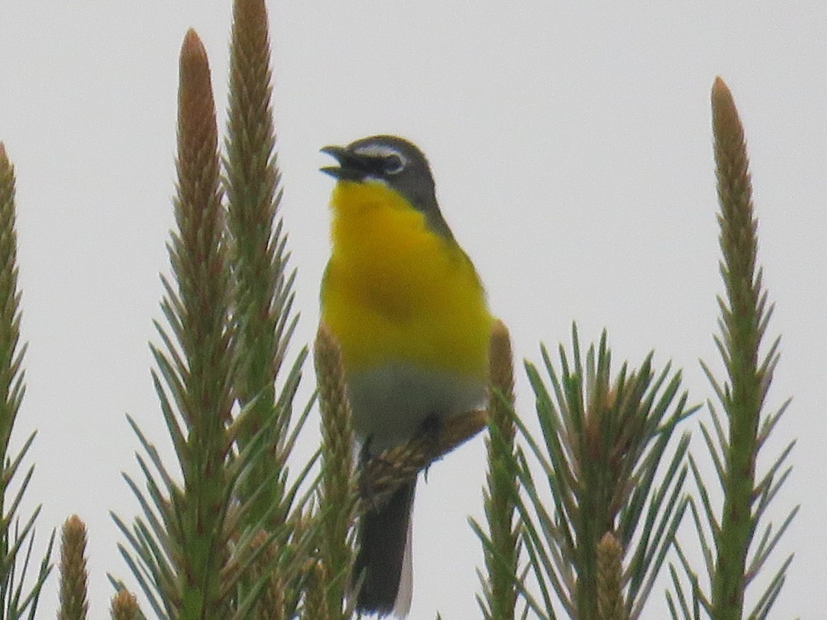 Yellow-breasted Chat - ML647887674