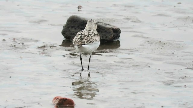 三趾濱鷸 - ML647887696