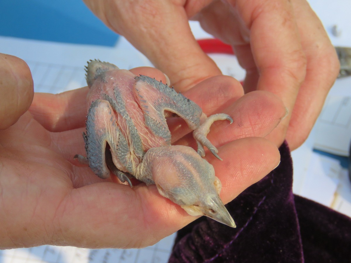 Red-cockaded Woodpecker - ML647887706